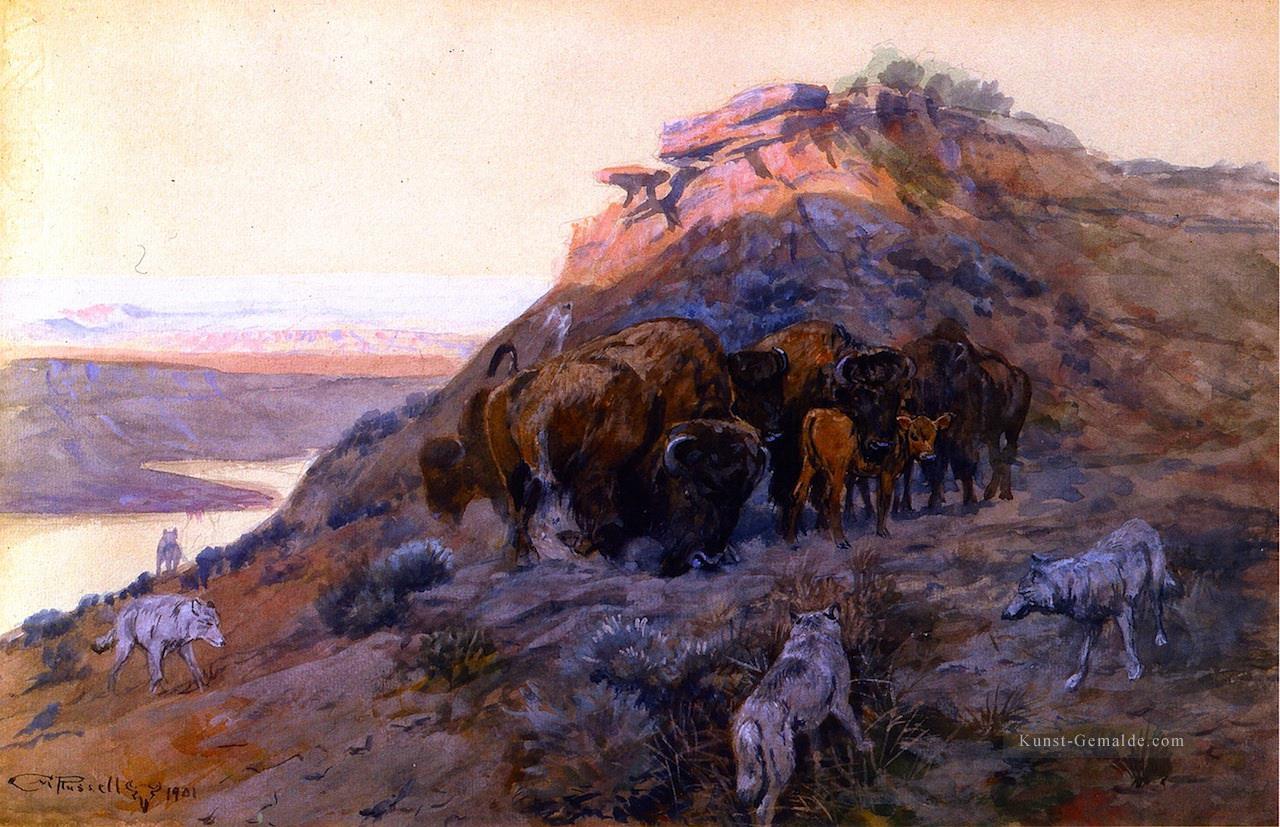 Büffelherde in Schach 1901 Charles Marion Russell Ölgemälde